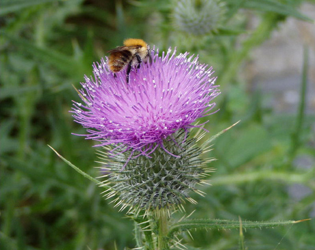 Bloemetjes en bijtjes