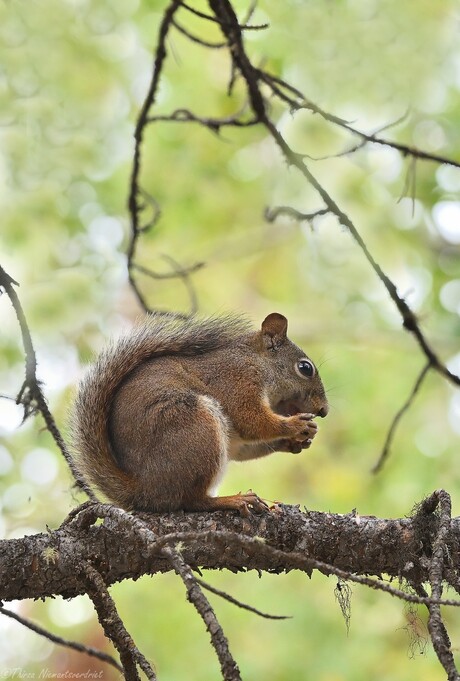 Red Squirrel