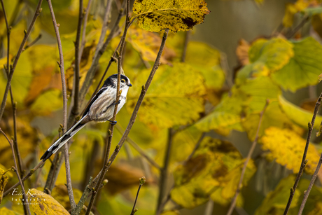Staartmees in de struik.