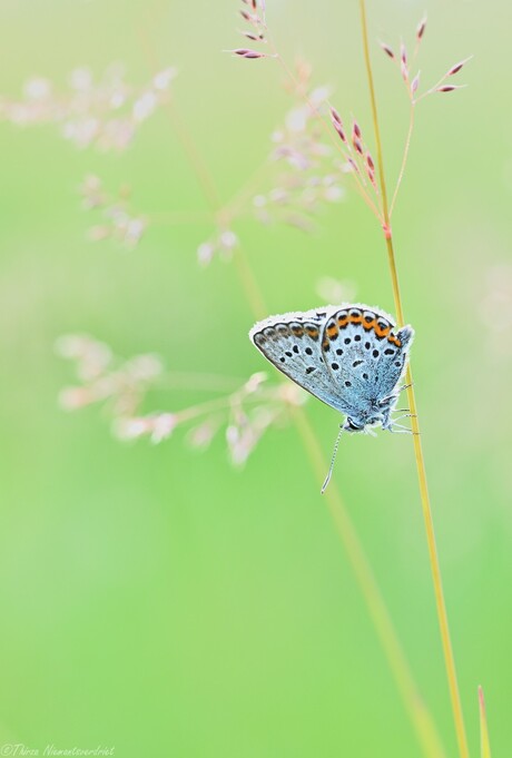 Pretty in Blue