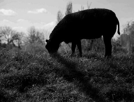 Zwarte Schaap of toch niet?