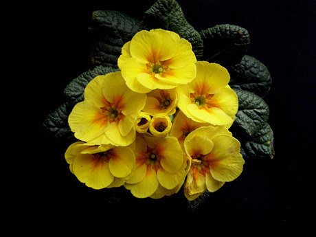 Primula