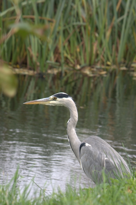 Reiger