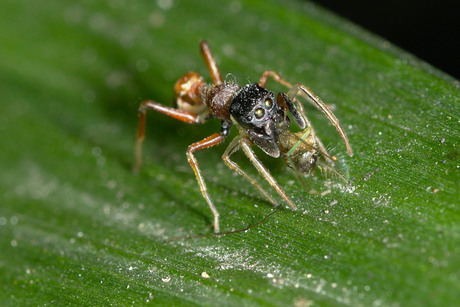 Ant mimic jumping spider