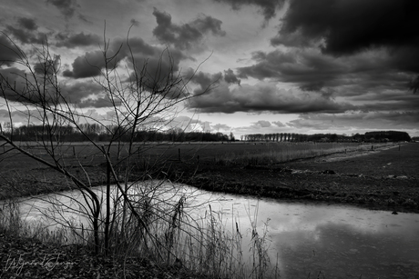 Polder view