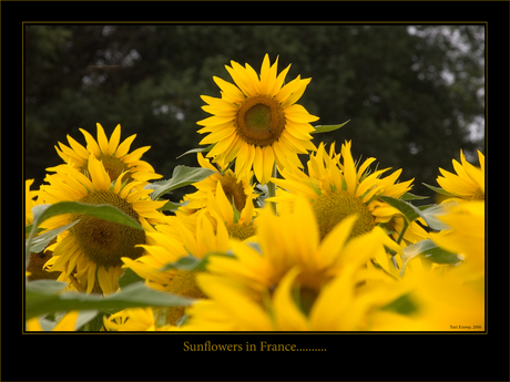 Sunflower in France