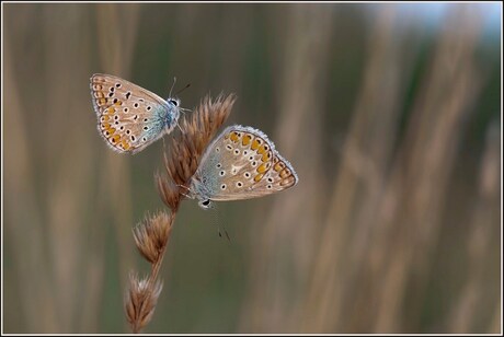 dubbel zo blauw