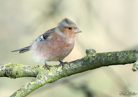 Vink_Fringilla coelebs