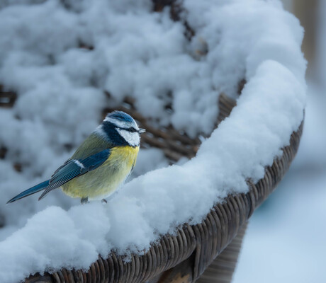 Pimpelmees in de sneeuw