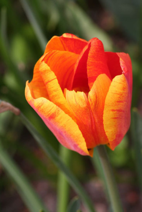 Keukenhof 2007 - 3