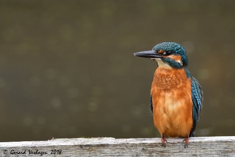 IJsvogel