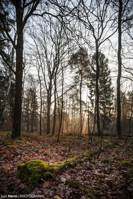 De eerste zonnestralen raken de grond.