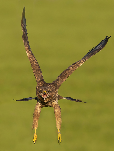 Buizerd