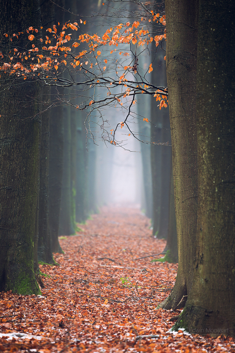 Red path