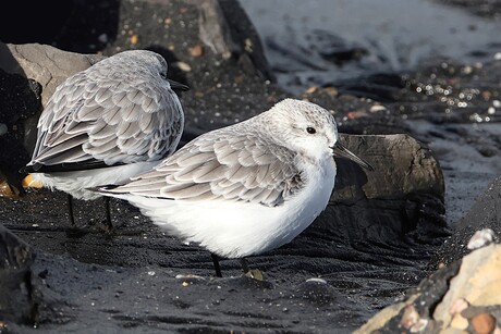 Drieteenstrandlopers