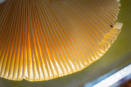 Herfst op de heide - 2