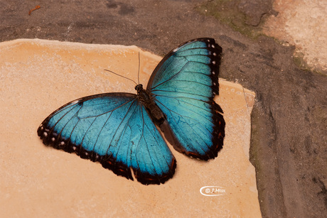 Blauwe morpho