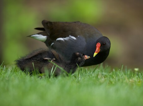Mama en kind Waterhoen