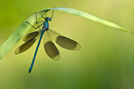 spread your wings