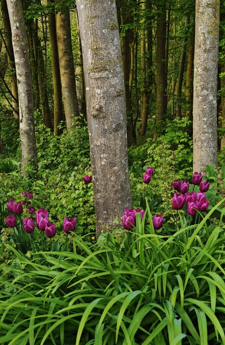 Tulpen in het bos