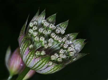 Astrantia nog in de knop