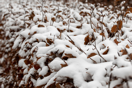 Sneeuw op de heg