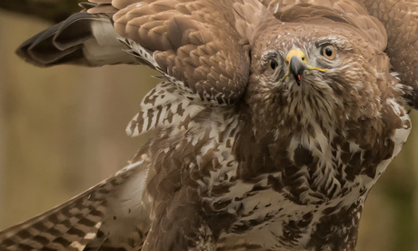 Buizerd .2