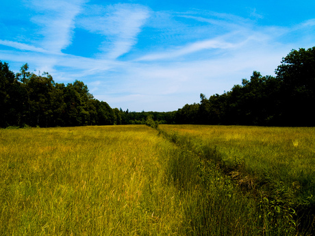 Landschap1