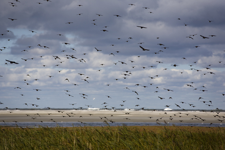 Heel veel vogels, Ameland