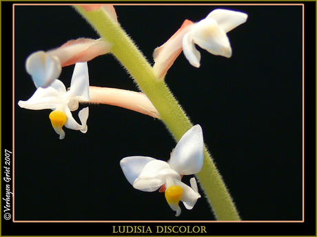 Ludisia Discolor "2"