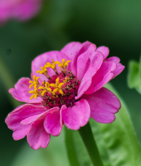 Roze bloem.