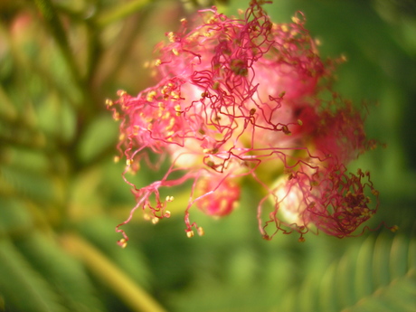 Macro Bloem