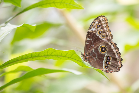 Blue Morpho