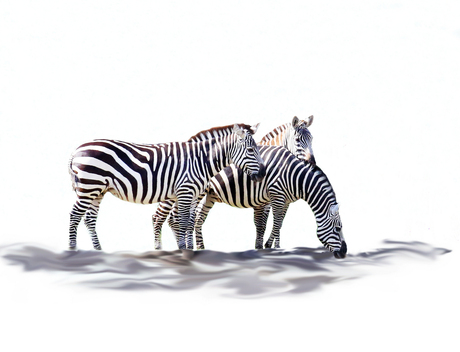 Zebra