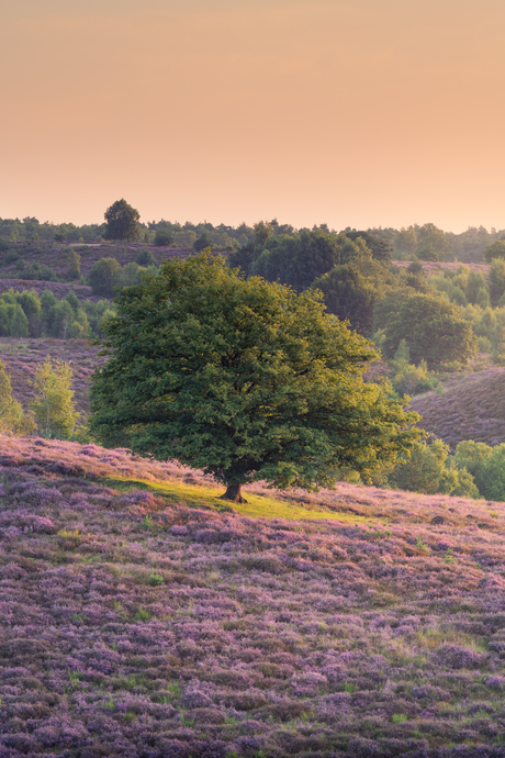 Boom bij zonsopkomst