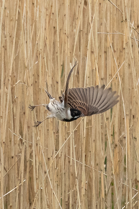 Rietgors in vlucht