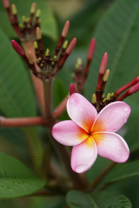 Plumeria flower