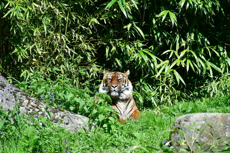 Genietende tijger in het zonnetje