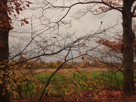 Tussen de bomen