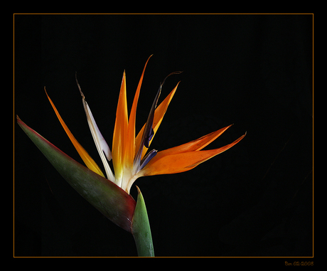 Strelitzia