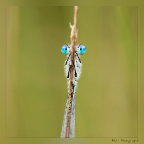 blue eyes