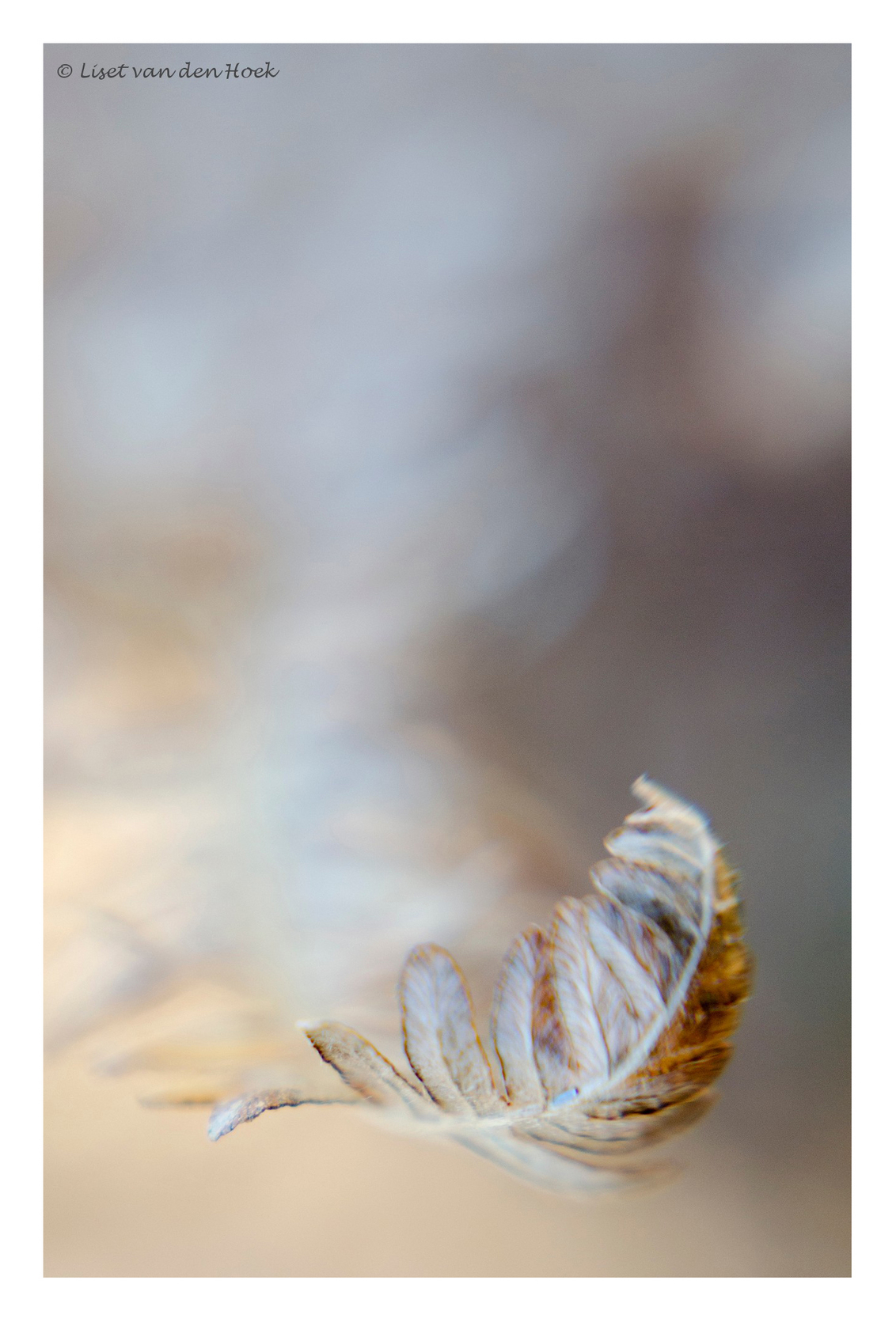 Autumn, so soft as a feather - Nu de winter zijn intrede doet, nog even een foto van de herfst, met een geleende lensbaby van Andrea in de bossen van Amerongen. - foto door hoekje op 28-12-2014 - deze foto bevat: macro, natuur, bruin, herfst, lensbaby, varen, veertje