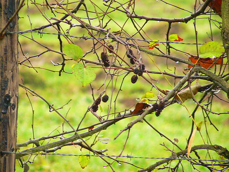 appelboomgaard gerrits