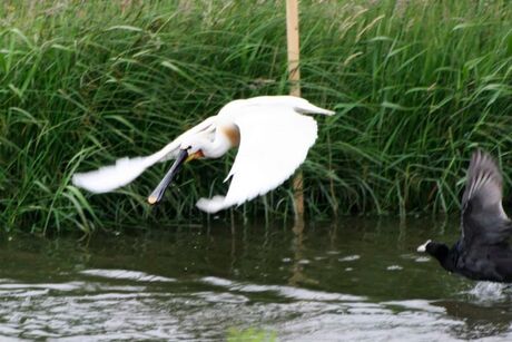 Lepelaar op de vlucht