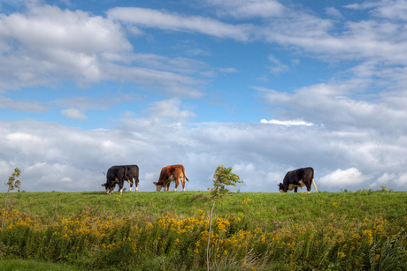 Koeien op Tiengemeten