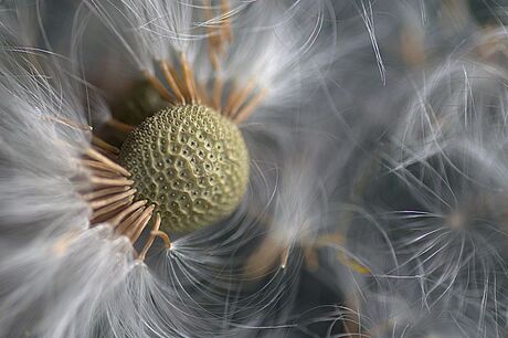 Paardenbloem