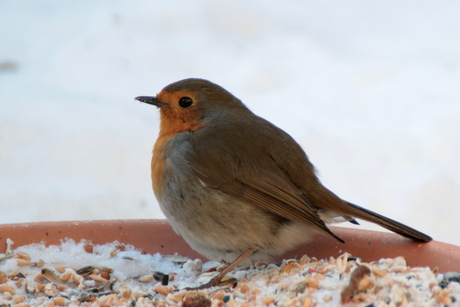 Oproep vogelbescherming