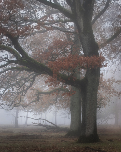 The voice of trees