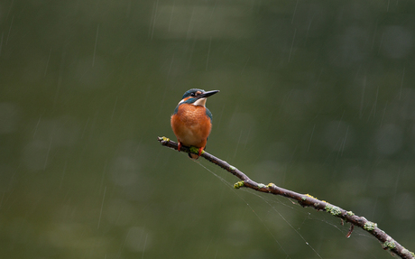IJsvogel in de regen
