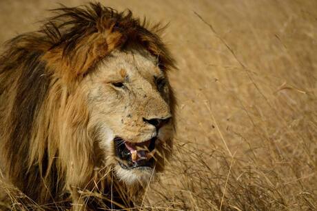 Lion in Serengeti NP